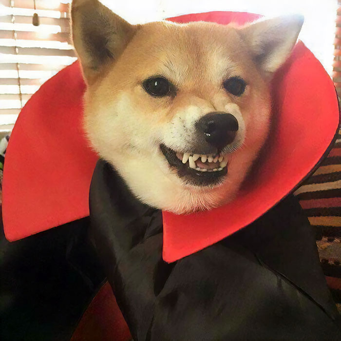 Shiba The Impaler, Count Dogeula