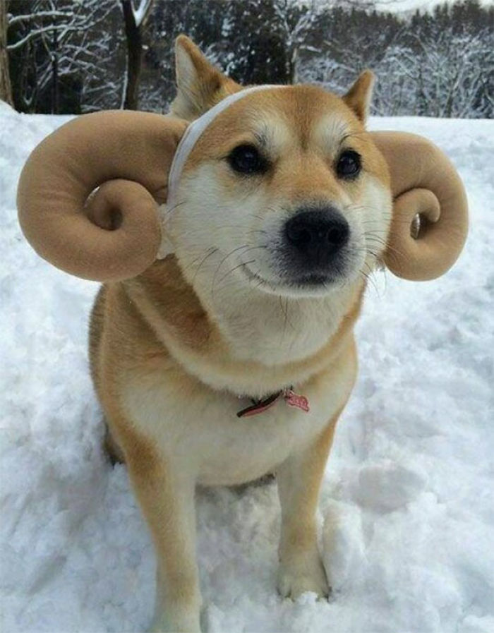 Doge Ram