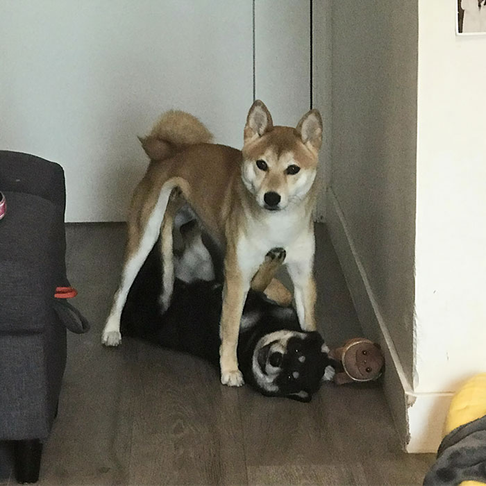 Stepped Out Of Room And Saw This. Sorry For Disturbing You Guys