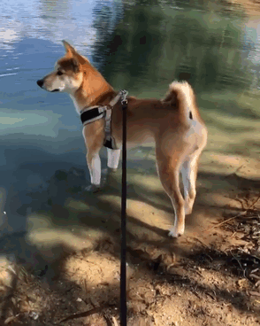 What's That Wet Thing On My Left Leg?