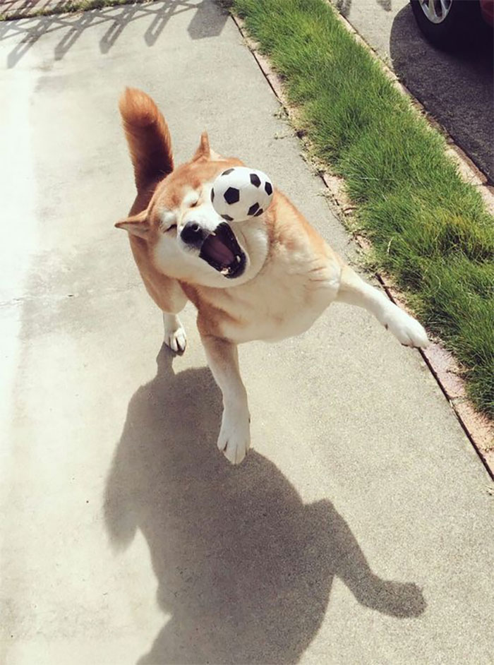 Shibas Do Not Catch Balls