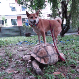Hachi The Turtle Rider