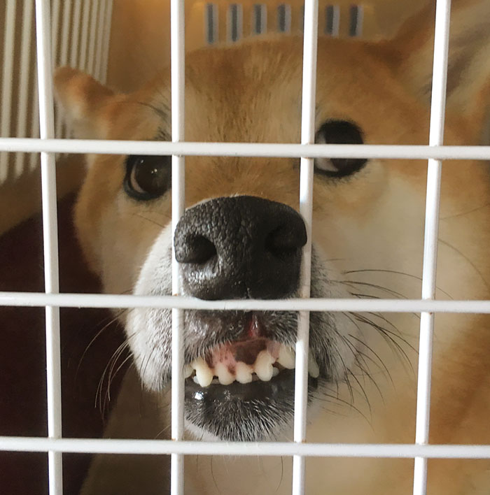 Perfectly Parked Nose In A Travelling Box
