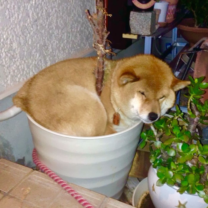 Here's How You Grow A Shiba Inu