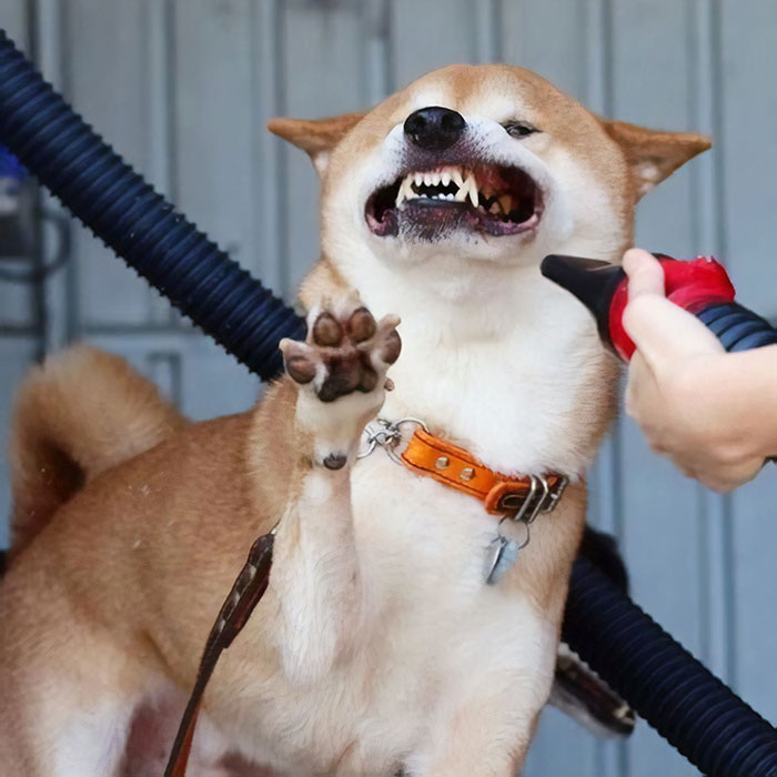 Fight Between The Biggest Enemies