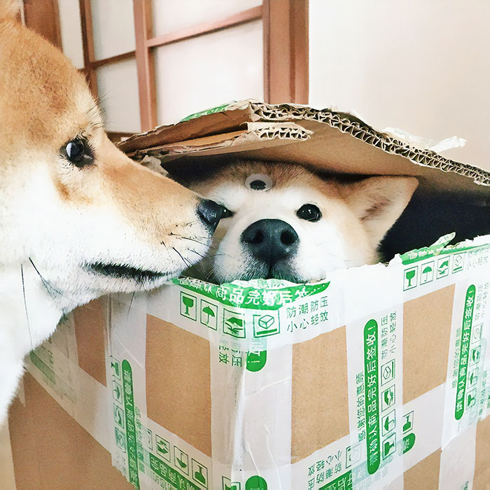 "Mom, I Guess There's An Alien In This Box"