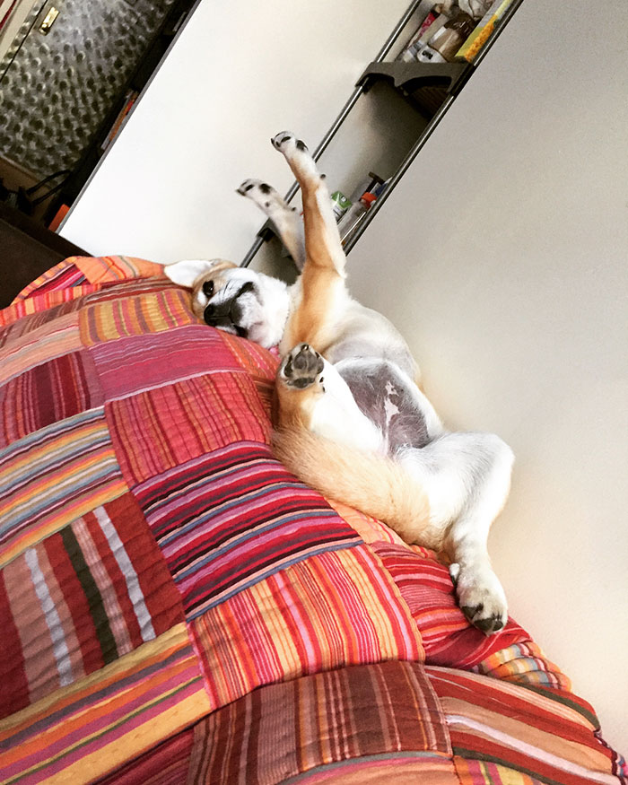 Decided To Try Puplates, Really Feeling It In My Core