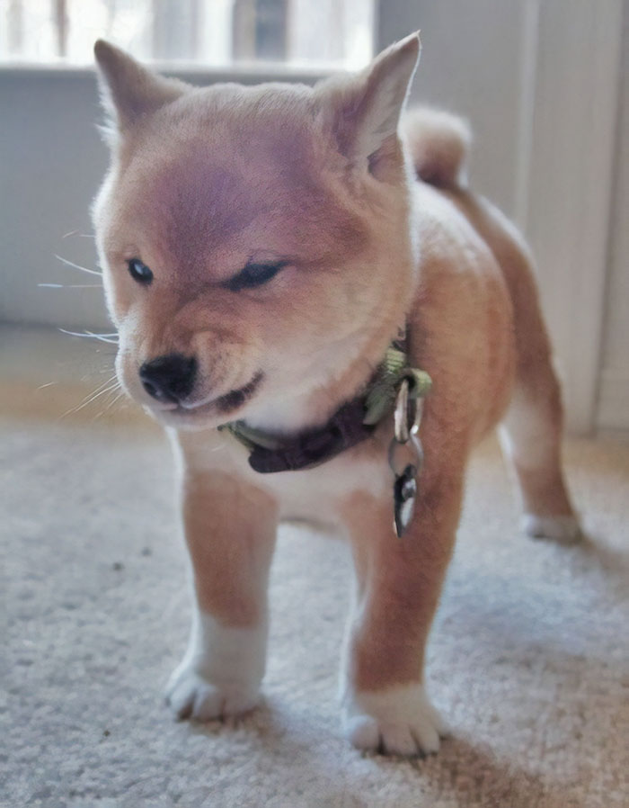 Very, Very Angry Shiba