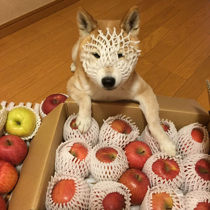 So I Guess I'm An Apple Now