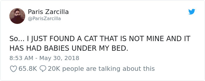 Guy Goes To His Bedroom To Grab A Sweater, Finds A Cat That Just Gave Birth Instead, And The Cat Isn't Even His Guy Goes To His Bedroom To Grab A Sweater, Finds A Cat That Just Gave Birth Instead, And The Cat Isn't Even His