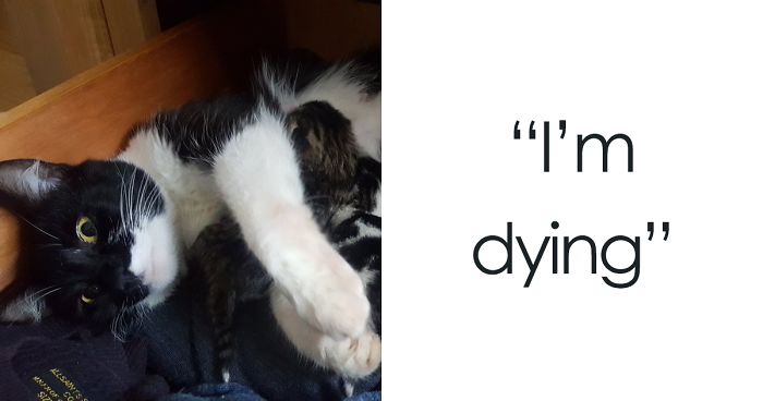 Guy Goes To His Bedroom To Grab A Sweater, Finds A Cat That Just Gave Birth Instead, And The Cat Isn’t Even HisGuy Goes To His Bedroom To Grab A Sweater, Finds A Cat That Just Gave Birth Instead, And The Cat Isn’t Even His