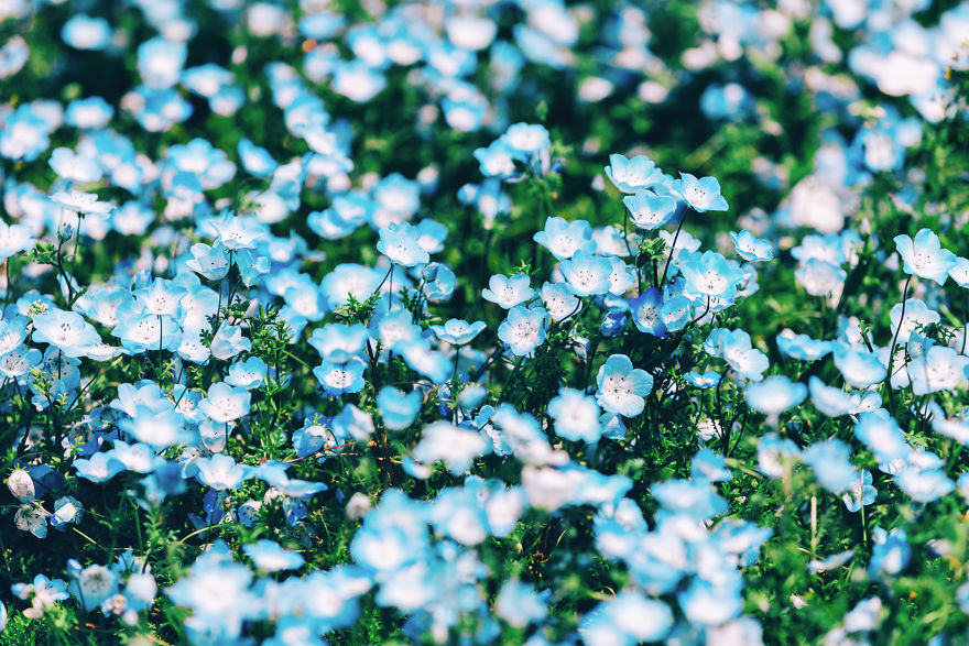I Photographed This Incredible Park In Japan With 4.5 Million Blooming Baby Blue Eyes I Photographed This Incredible Park In Japan With 4.5 Million Blooming Baby Blue Eyes