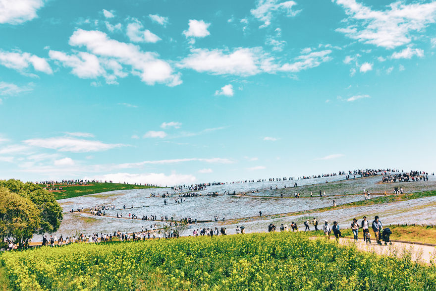 I Photographed This Incredible Park In Japan With 4.5 Million Blooming Baby Blue Eyes