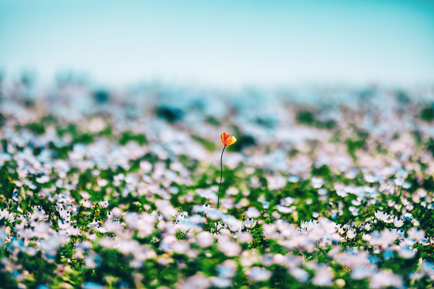 I Photographed This Incredible Park In Japan With 4.5 Million Blooming Baby Blue Eyes