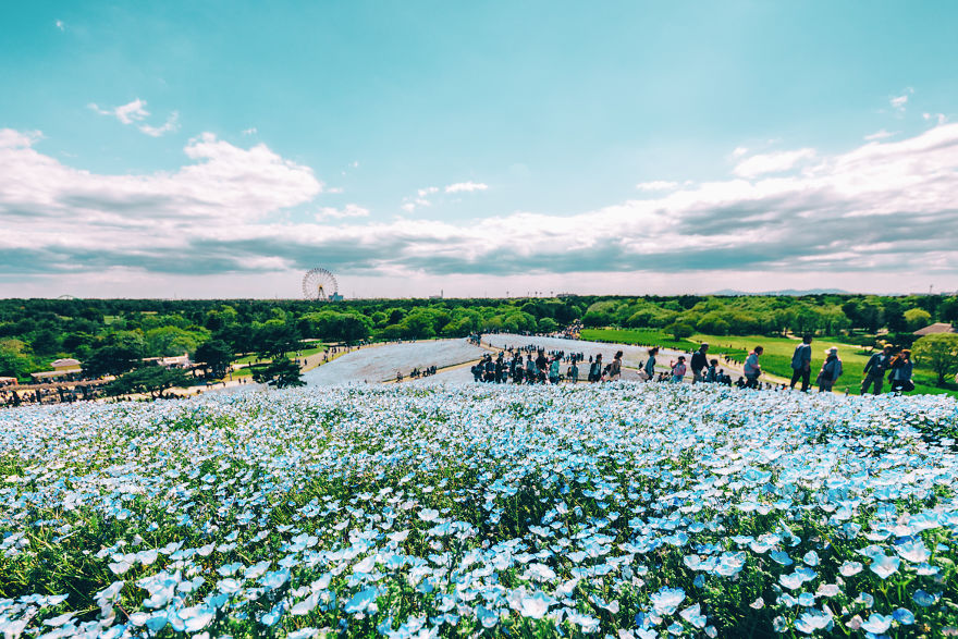 I Photographed This Incredible Park In Japan With 4.5 Million Blooming Baby Blue Eyes