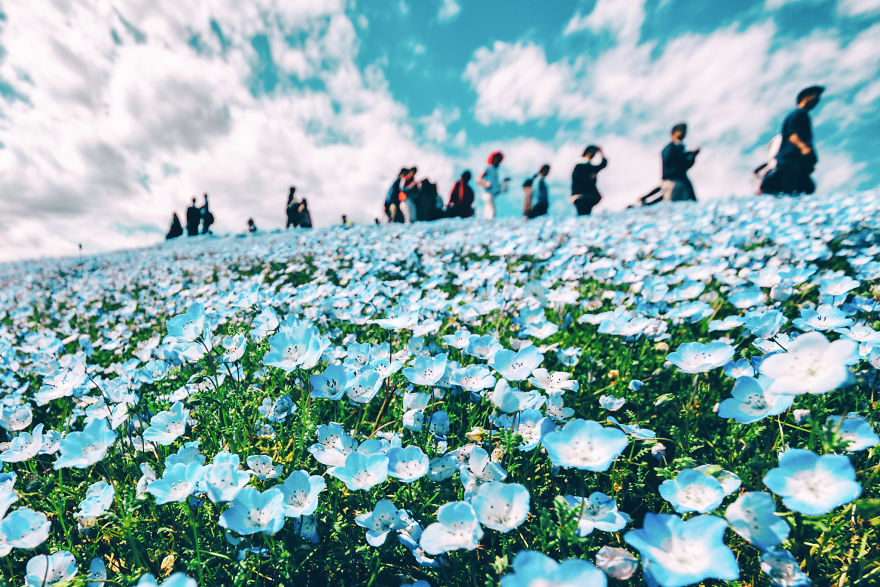 I Photographed This Incredible Park In Japan With 4.5 Million Blooming Baby Blue Eyes I Photographed This Incredible Park In Japan With 4.5 Million Blooming Baby Blue Eyes