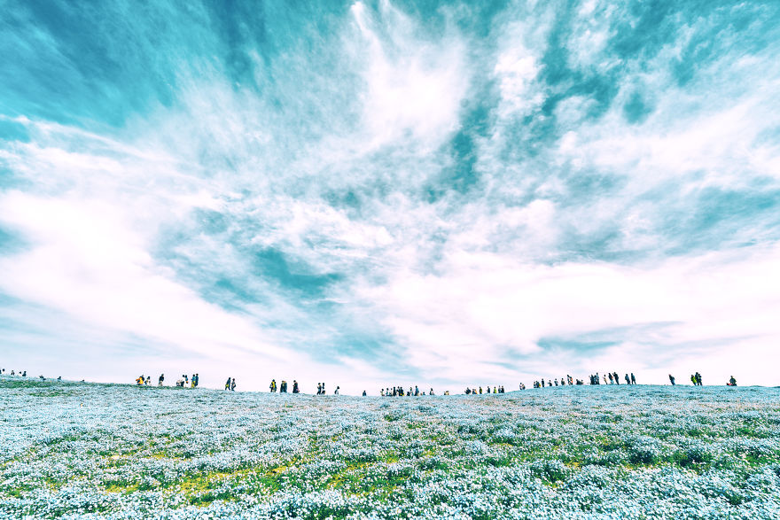 I Photographed This Incredible Park In Japan With 4.5 Million Blooming Baby Blue Eyes