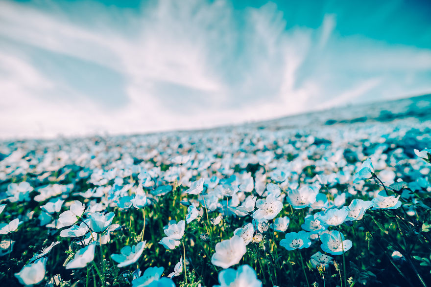 I Photographed This Incredible Park In Japan With 4.5 Million Blooming Baby Blue Eyes