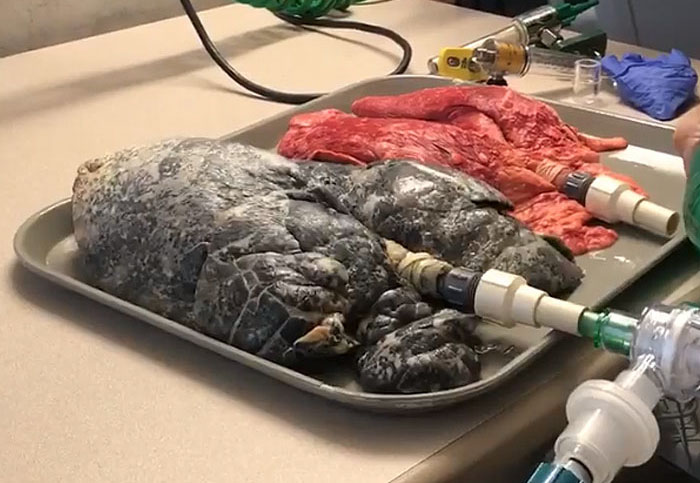 healthy-smokers-lungs-difference-video-amanda-eller-21 healthy-smokers-lungs-difference-video-amanda-eller-21