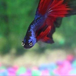 krissymillard1994 avatar