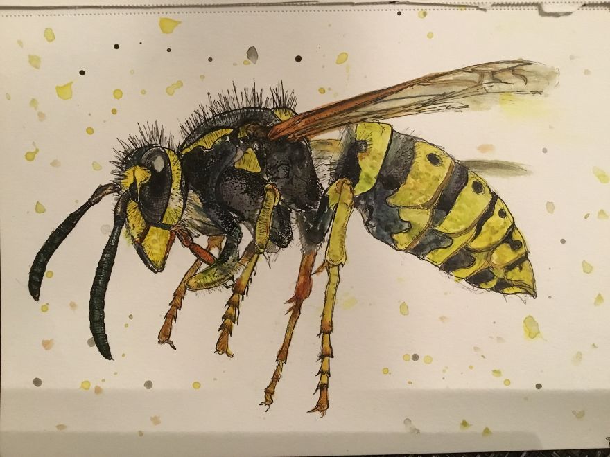 I Started Practicing With Watercolor Paints And Produced These Illustrations