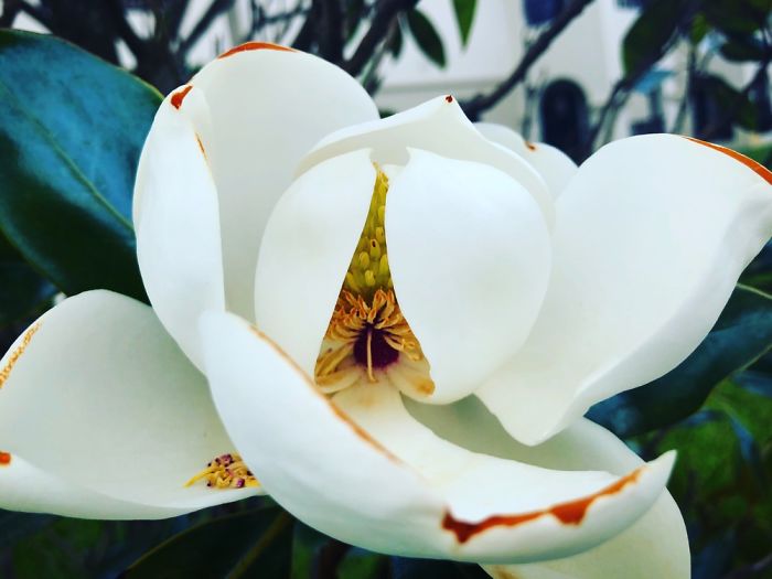 The Life Of One Magnolia In Less Than 40 Hours