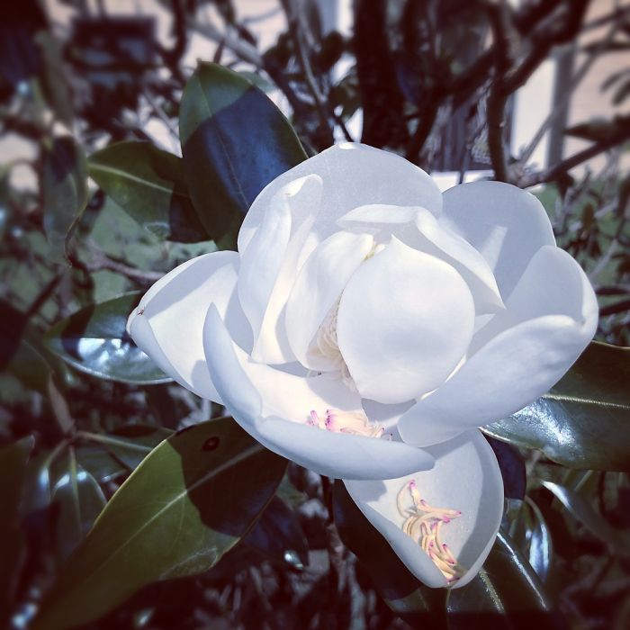 The Life Of One Magnolia In Less Than 40 Hours The Life Of One Magnolia In Less Than 40 Hours