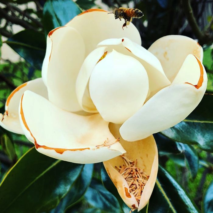 The Life Of One Magnolia In Less Than 40 Hours The Life Of One Magnolia In Less Than 40 Hours