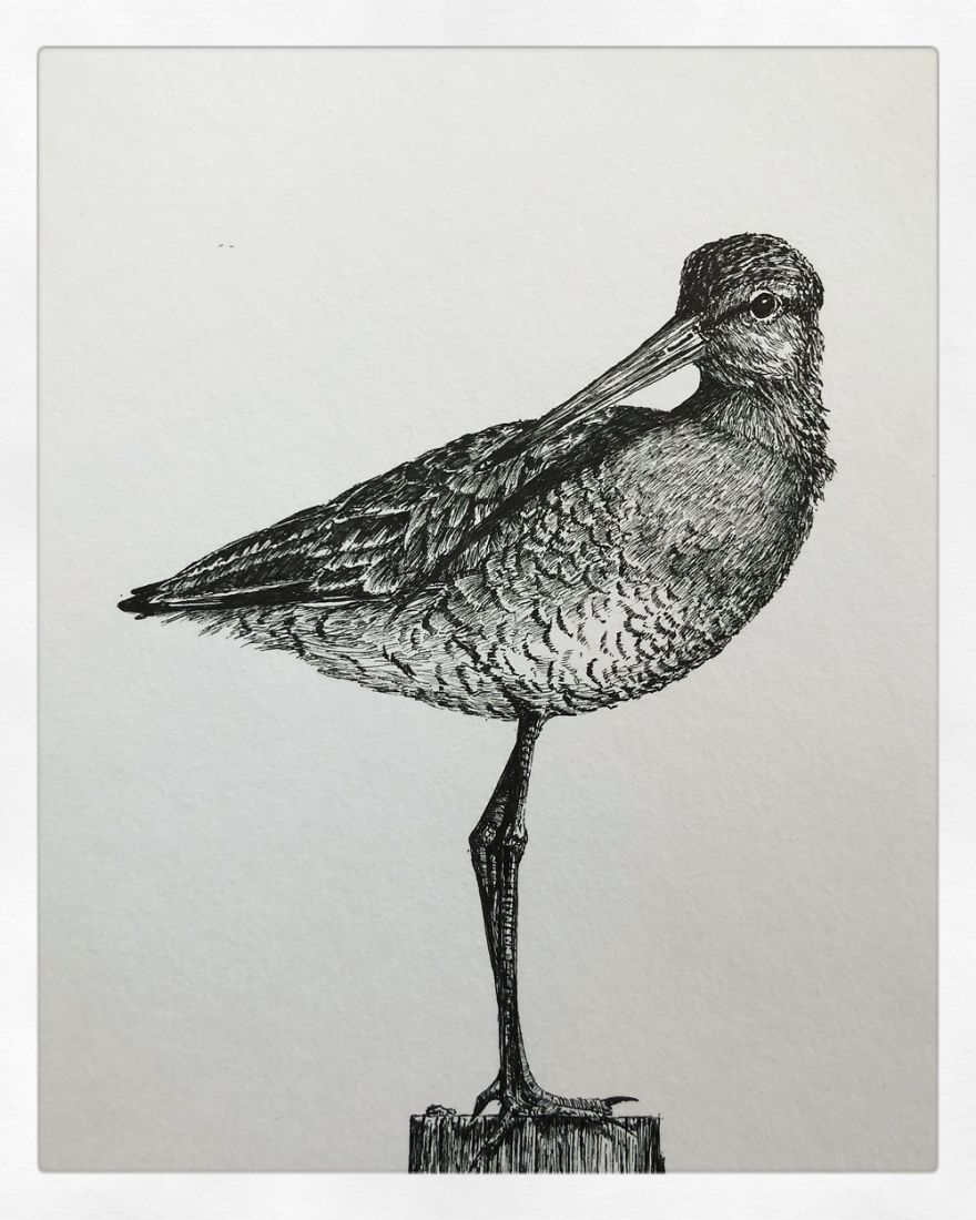 Birds By Bas Geeraets Birds By Bas Geeraets