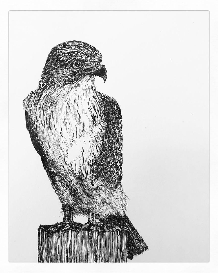 Birds By Bas Geeraets