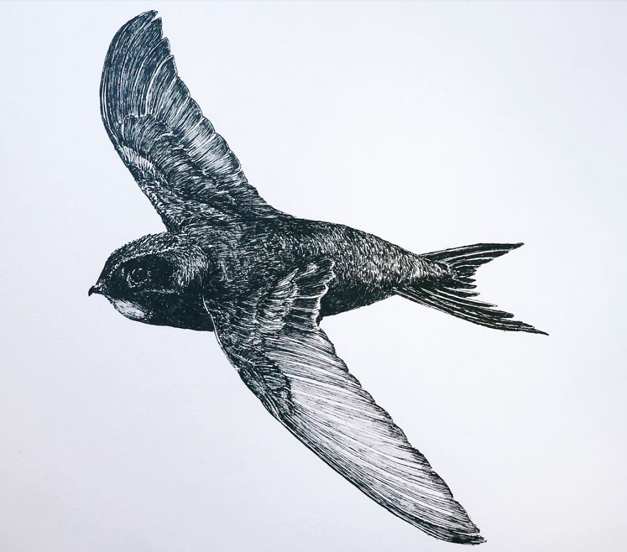 Birds By Bas Geeraets Birds By Bas Geeraets