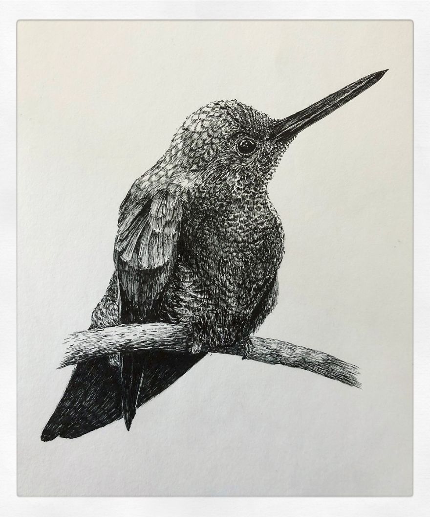 Birds By Bas Geeraets