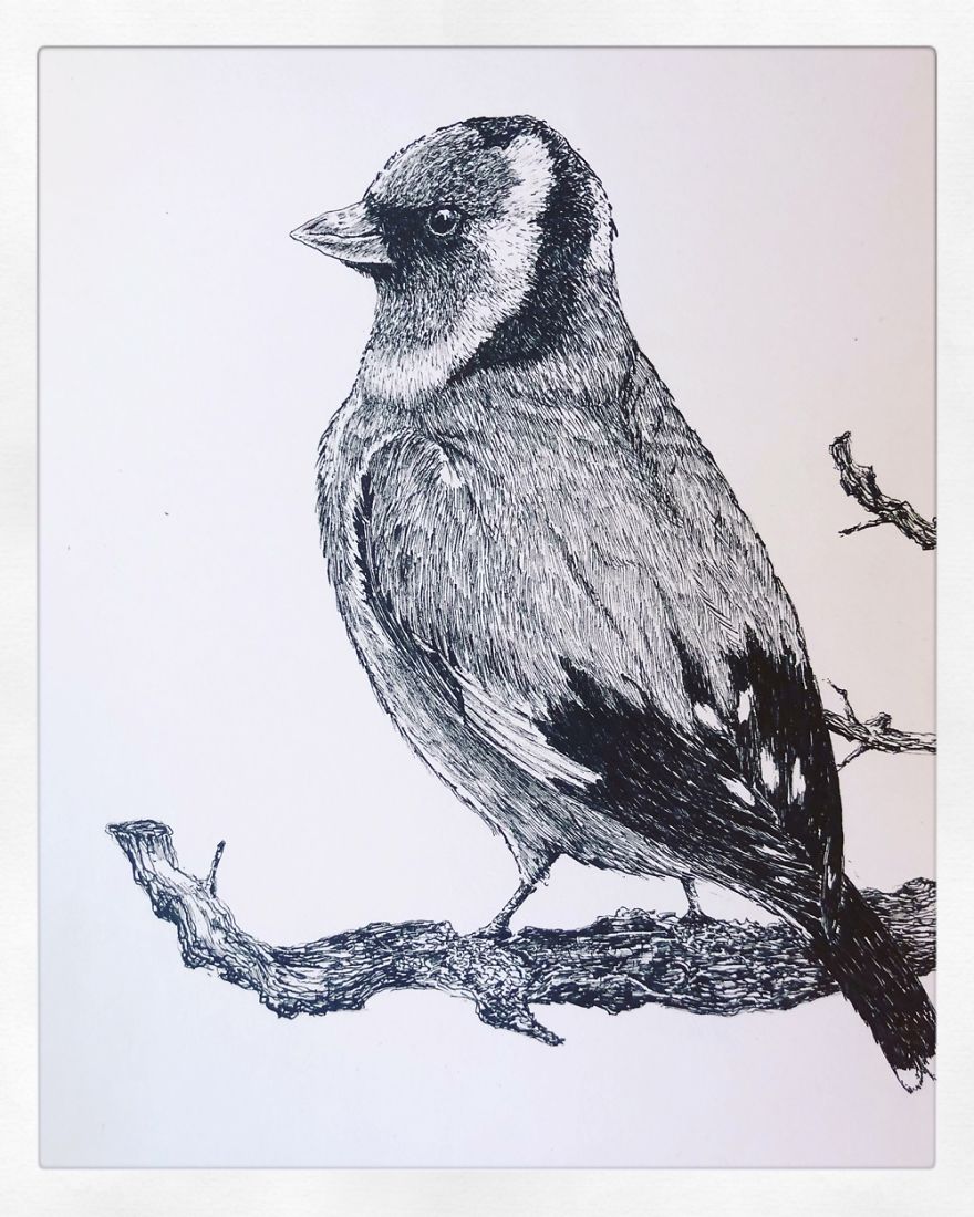 Birds By Bas Geeraets Birds By Bas Geeraets