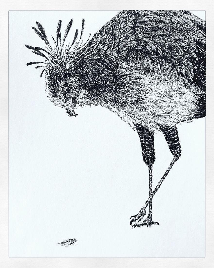 Birds By Bas Geeraets Birds By Bas Geeraets