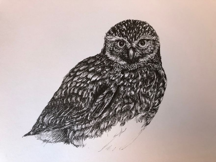 Birds By Bas Geeraets Birds By Bas Geeraets