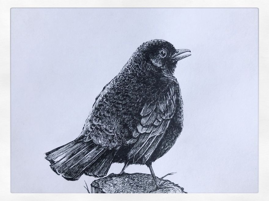 Birds By Bas Geeraets Birds By Bas Geeraets