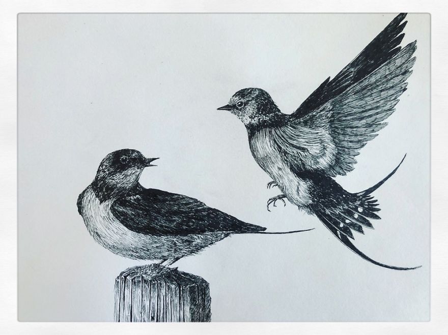 Birds By Bas Geeraets