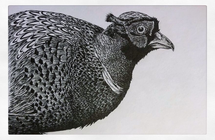 Birds By Bas Geeraets Birds By Bas Geeraets