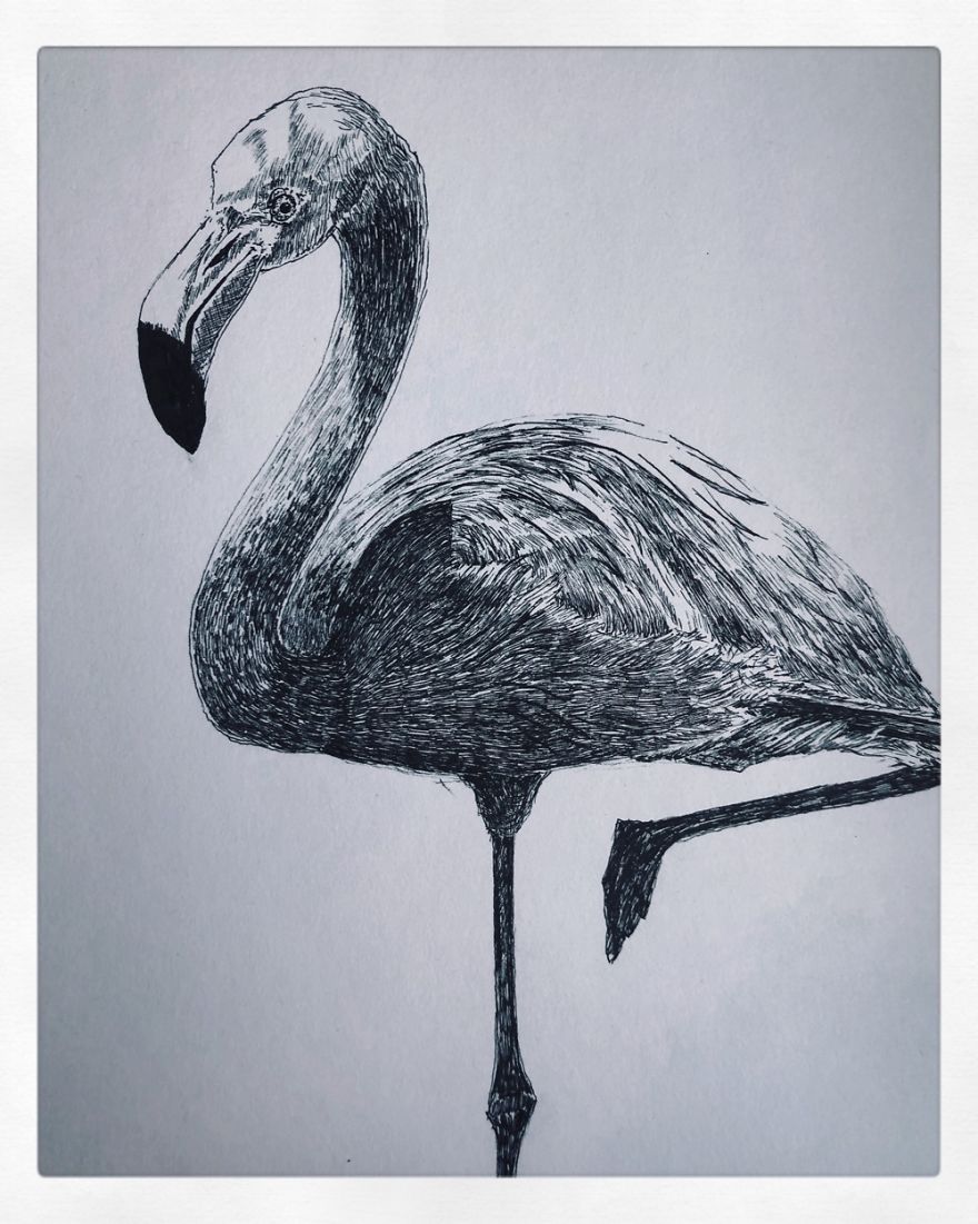 Birds By Bas Geeraets Birds By Bas Geeraets