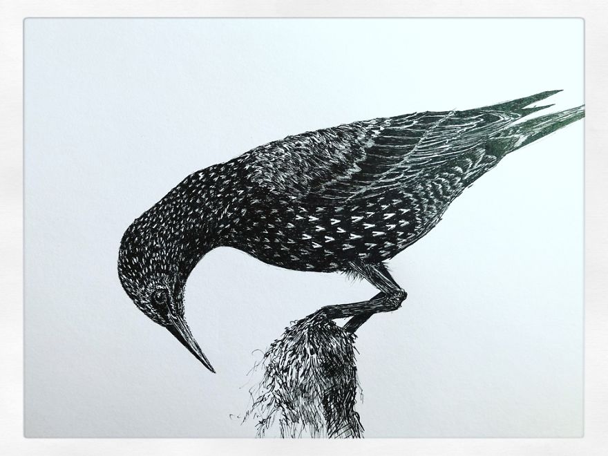 Birds By Bas Geeraets