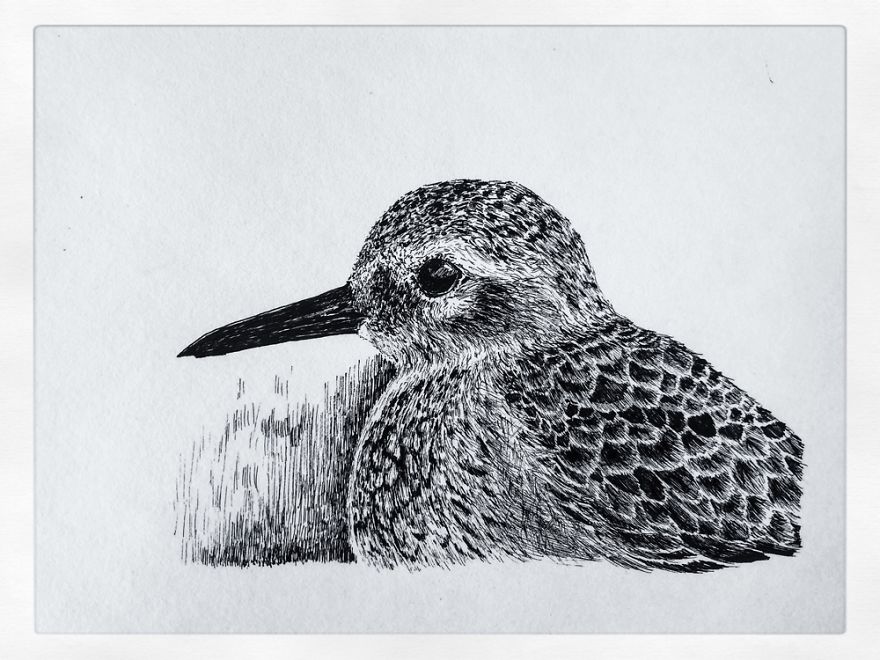 Birds By Bas Geeraets