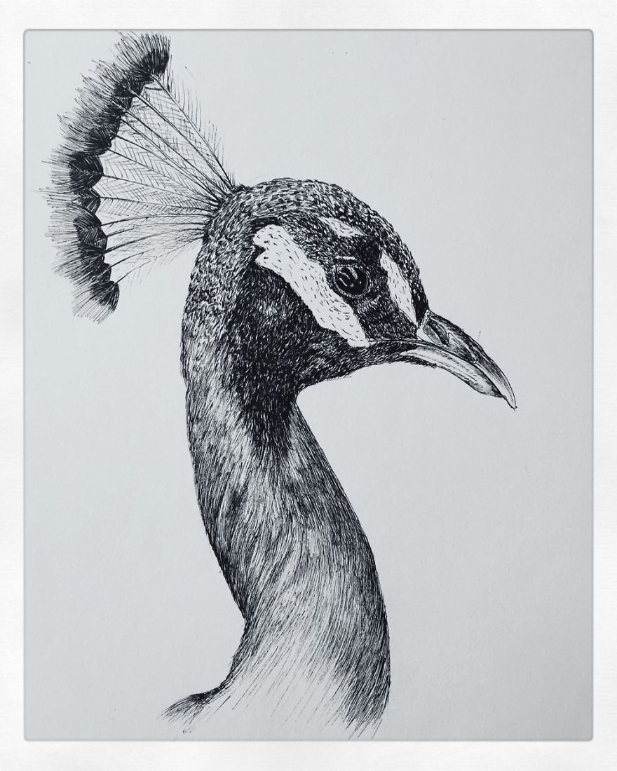 Birds By Bas Geeraets