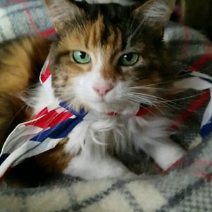 virginiatecuido avatar