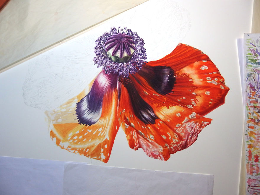 I Painted A Poppy Flower From Birth To Death In Watercolor I Painted A Poppy Flower From Birth To Death In Watercolor