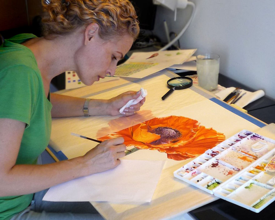 I Painted A Poppy Flower From Birth To Death In Watercolor