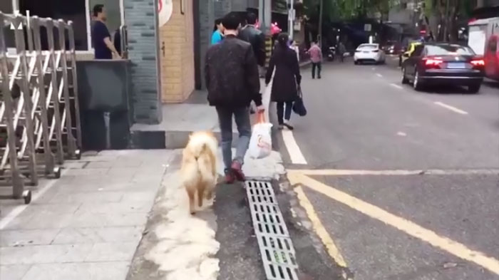 This Dog Spends 12 Hours Every Day Looking Towards The Station, Proves We Do Not Deserve Dogs