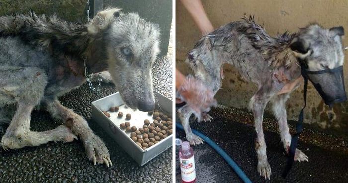 This Husky Was Found So Malnourished She Looked Like A Skeleton, 10 Months Later She’s Unrecognizable