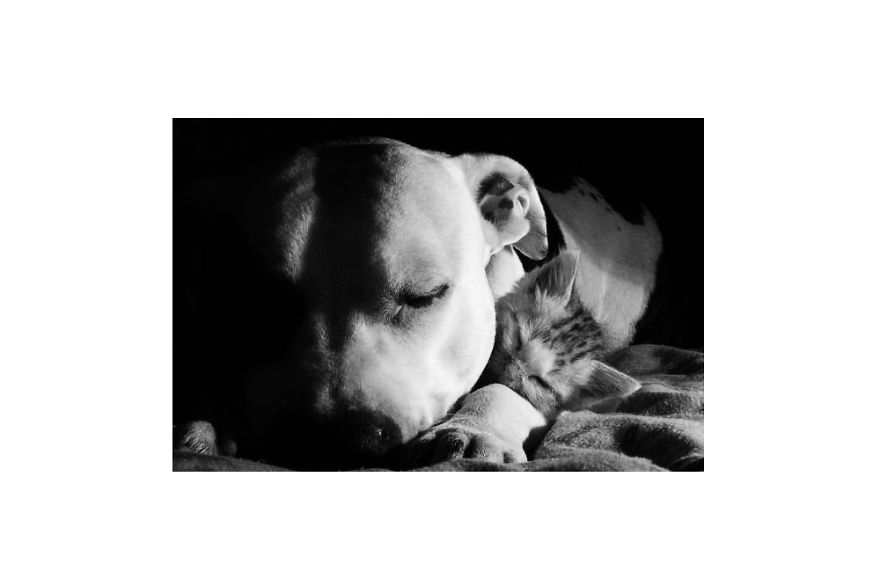 I Documented The 10 Year Friendship Of My American Staffie And Adopted Kitten And This Is What It Looks Like