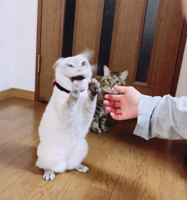 Cat Is Possessed By The Devil