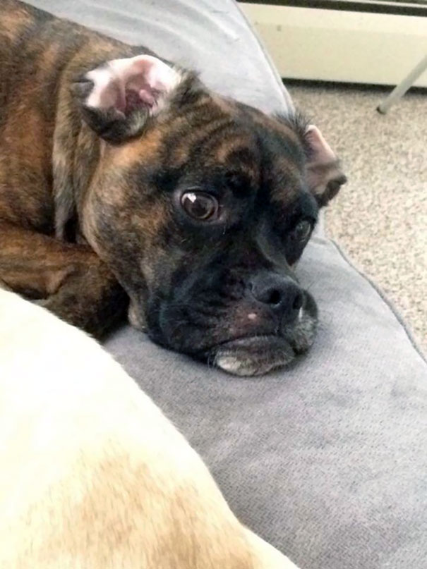 My Wife Took A Picture Of Our Dog's Reaction At The Exact Moment That I Opened The Snack Pantry From The Next Room